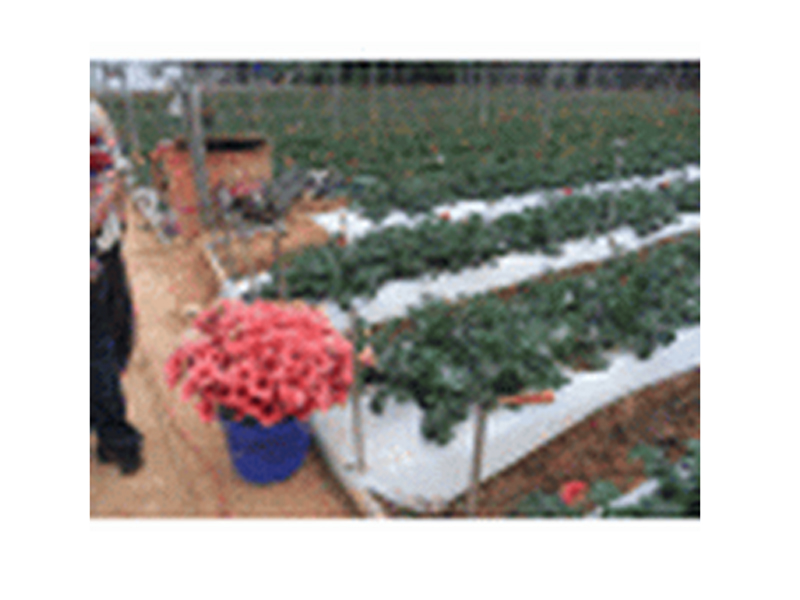 K.Yih Chern Corp.CO.,LTD.:: BIODEGRADABLE MATERIAL PRODUCTS-Ground Cover/Mulch Film